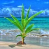 Seedling on the beach