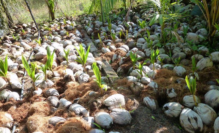 Coconut seed germination nursery