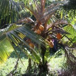 Dwarf Coconut Nursery