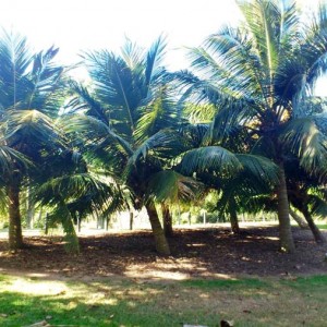 Dwarf Coconut Nursery